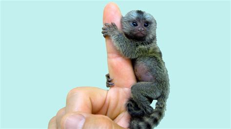 Pet Finger Monkey: Get All Information in One Place - Lil Pet