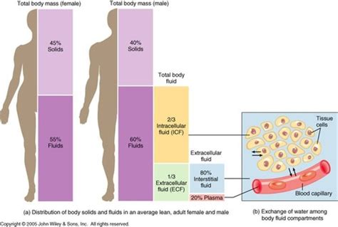 Body Water Distribution