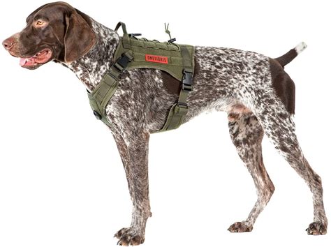 Best Dog Hiking Harnesses (Our 9 Choices of 2021)