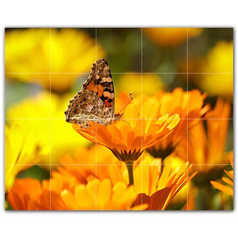 Butterfly Photo Tile Murals – Picture-Tiles.com