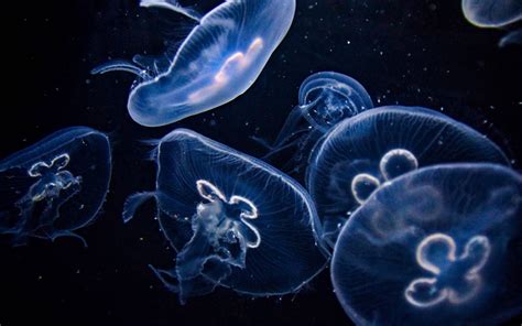 Jellyfish wallpaper - 4K | Animals Collection | Laginate Medusa ...