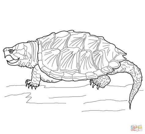 realistic turtle coloring pages - Google Search | Turtle coloring pages, Turtle drawing ...