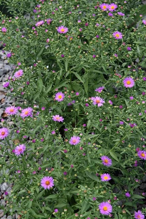 11 of the Best Purple Asters | Gardener’s Path