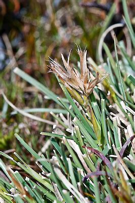 Carpha alpina • New Zealand Plant Conservation Network