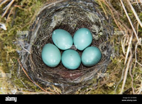 Dunnock Nest High Resolution Stock Photography and Images - Alamy