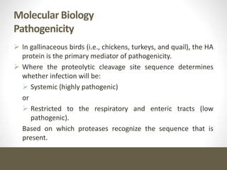 Avian Influenza Virus | PPT