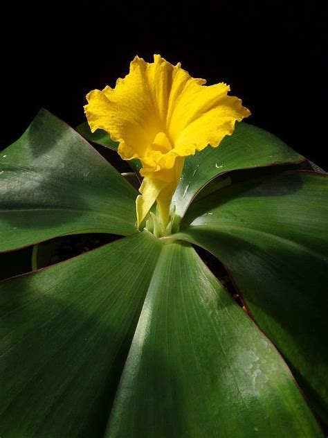 PlantFiles Pictures: Costus Species, Yellow Trumpet (Costus spectabilis ...