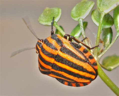 Stripy Bug | Graphosoma italicum on a wild parsnip seed head… | Dick Pountain | Flickr