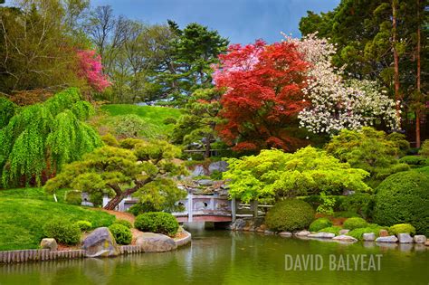 Zen - Brooklyn Botanical Garden • David Balyeat Photography