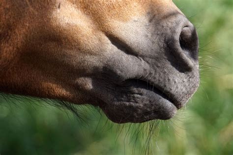 Equine Tips | Veterinary Medicine News