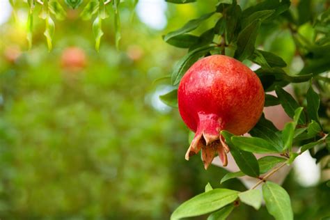 Eversweet Pomegranate Tree for Sale - Trees.com