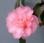 1000+ images about GARDEN - CAMELLIAS (ZONE 6 - COLD HARDY) on ...