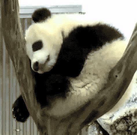 Sleeping Cute Animals Gifs