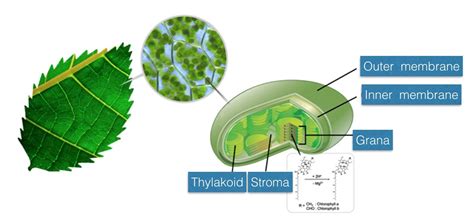 Chlorophyll In Plants Diagram