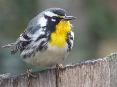 yellow-throated warbler