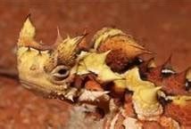 simpson desert animals | Living Desert | Pinterest