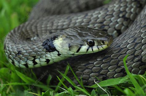 Grass snake Dorset, UK - Stock Image - C042/8607 - Science Photo Library