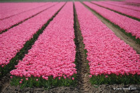 Jana around the world: Tulip fields in Flevoland 2011