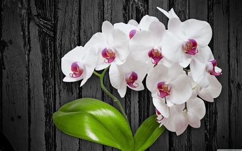 Orchid Desktop Wallpapers - Top Free Orchid Desktop Backgrounds - WallpaperAccess