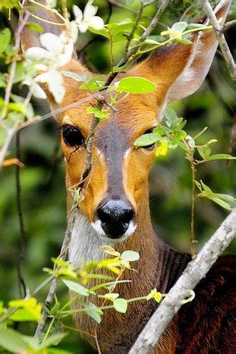 Bushbuck | Animals beautiful, Nature animals, Pet birds