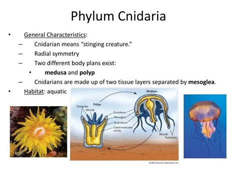 PPT - Phylum Cnidaria PowerPoint Presentation, free download - ID:1982174