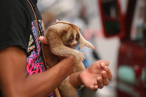 Kingdom of Animals[Slow Loris]: Saving the slow loris