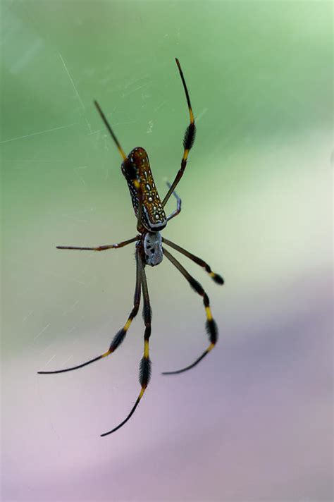 Golden Silk Orb Weaver Photograph by Matthew T Ross - Pixels