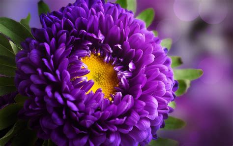 Purple Yellow Flowers Wallpapers on WallpaperDog