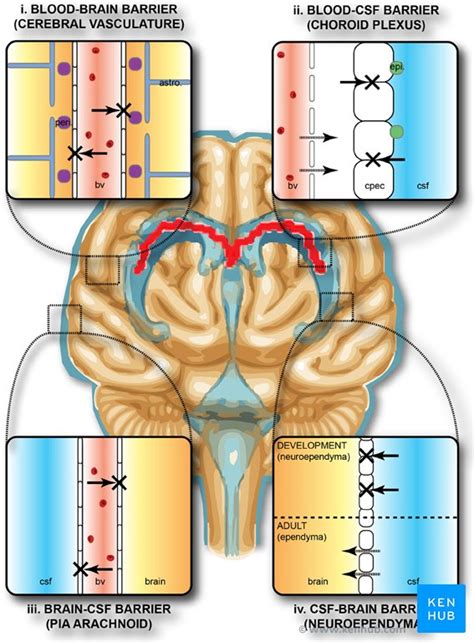 Blood–brain barrier: Definition, structure, function | Kenhub