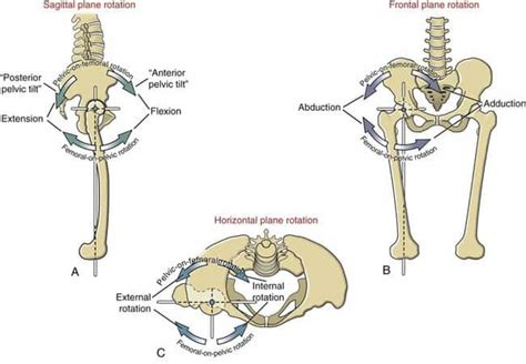 Hip Internal Rotation – Manipulating Joints Above and Below – POST ...