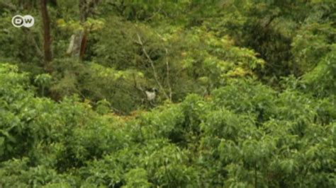 The Sheka Forest in Ethiopia | Eco Africa | DW | 16.07.2016