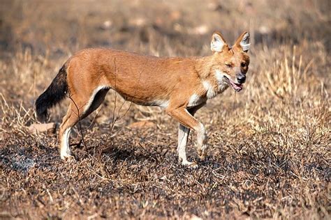 Dhole, also known as the Indian wild dog or Asiatic wild dog | Dhole ...