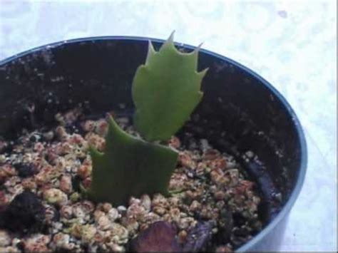 Thanksgiving Cactus propagation update - YouTube