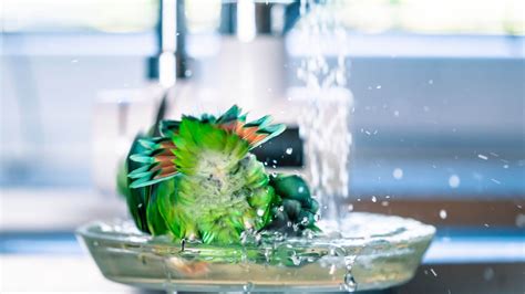 Parrot-Care-Feather-Conditioning-and-Bathing - Parrot Essentials