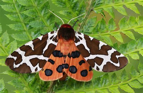 10 Fascinating, Little-Known Moth Facts