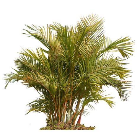 Areca Palm Tree - Alexander Palm Tree - Plants and Palms - Florida Coconuts - Store