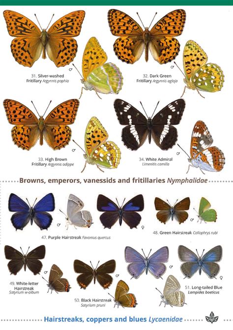 British Butterfly Identification Guide | FSC Butterfly Field Guide