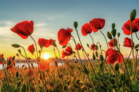 Red poppies at sunset Photograph by Ina Hensel - Fine Art America