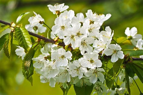 Mt. Fuji Flowering Cherry Tree - Large and graceful pure white cherry ...