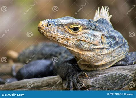 Black Iguana, Marino Ballena National Park, Costa Rica Stock Photo - Image of closeup, fauna ...