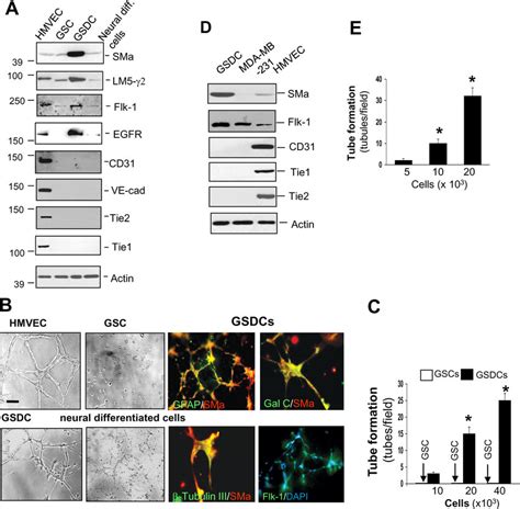 GSDCs do not express endothelial cell markers but are able to develop a... | Download Scientific ...