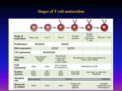 PPT - Lymphocyte Development and Antigen Receptor Gene Rearrangement PowerPoint Presentation ...