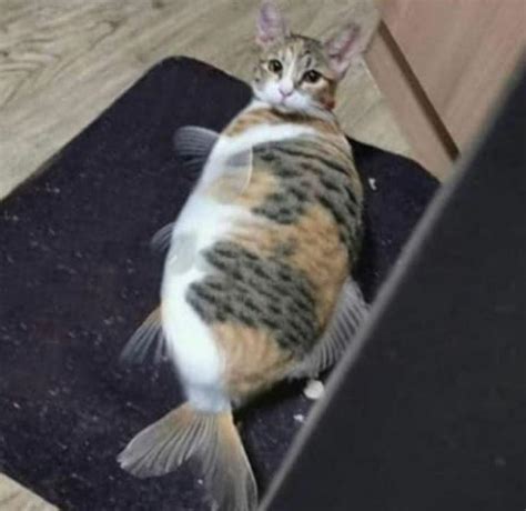 Cat fish : r/MakeMeSuffer