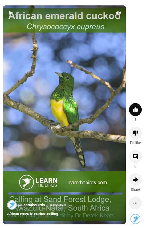 african-emerald-cuckoo – Learn the Birds