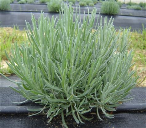 Lavender Plant Types