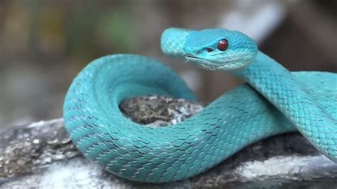 The Scariest Snakes That Actually Exist - YouTube