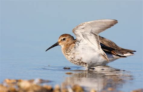 Dunlin with winter plumage stock image. Image of calidris - 17274011