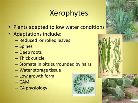 Xerophytes Adaptations