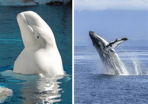 Whale Facts That Will Inspire You to Make Waves | PETA