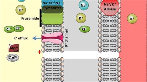 Frusemide - Mechanism of Action - YouTube